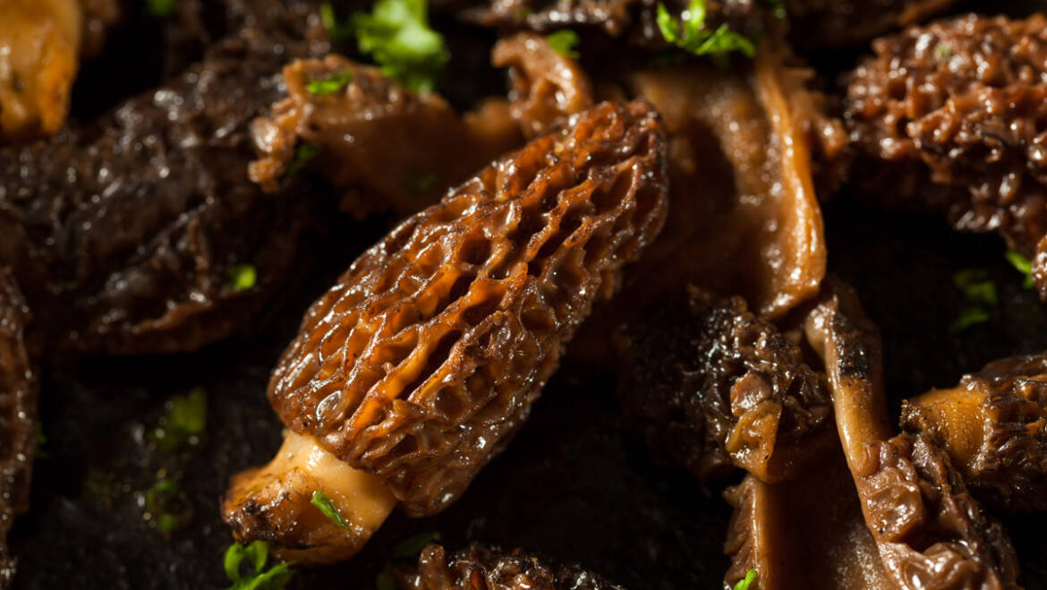 Fricassée de morilles du sud-ouest