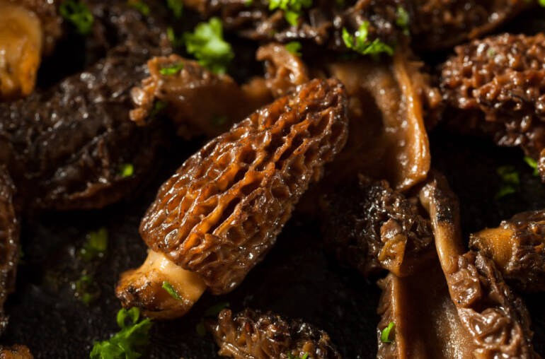 Fricassée de morilles du sud-ouest